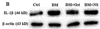 IL1 beta Antibody - Fig.