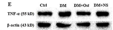 TNF alpha Antibody - Fig.