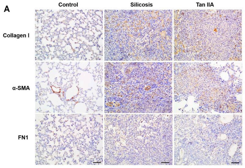 Collagen I Antibody - Fig.