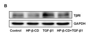TGFBR1 Antibody - Figure 2.