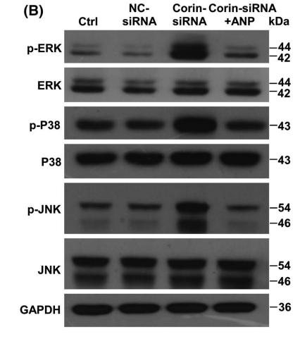 ERK1/2 Antibody - FIGURE 4 The effect of Corin deficiency in HK‐2 cells on EA.