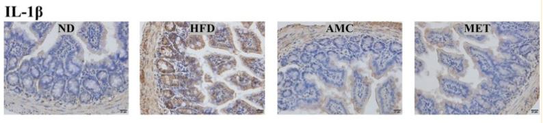 IL1 beta Antibody - FIGURE 3
Influence of AMC administration on diet-induced intestinal inflammation.