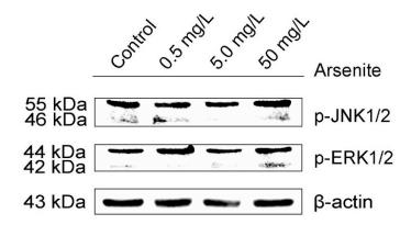 Phospho-JNK1/2/3 (Thr183+Tyr185) Antibody - Fig.