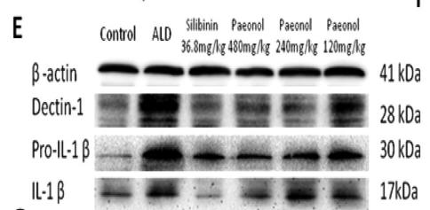 IL1 beta Antibody - FIGURE 5 (A and B) The serum 1, 3-𝜷-D-glucan and IL-1𝜷 levels of ALD mice after paeonol treatment (n = 15).