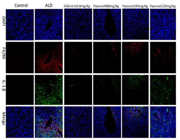 IL1 beta Antibody - FIGURE 6 Observe the F4/80 and IL-1𝜷 changes of mice liver tissue by IF assays (×400 magnification).