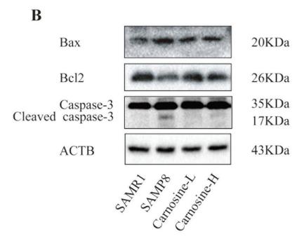 Bcl-2 Antibody - Fig.