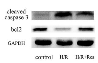 Bcl-2 Antibody - Fig.