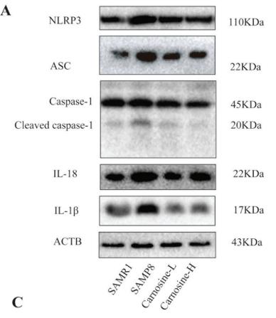 Caspase 1 Antibody - Fig.