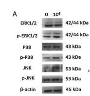 ERK1/2 Antibody - Fig.