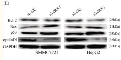 Bcl-2 Antibody - Figure 3
IRX5 induced cell‐cycle progression and suppressed apoptosis.