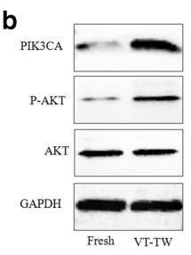 Phospho-AKT1/2/3 (Ser473) Antibody - Fig.