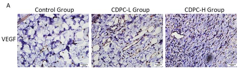 VEGFA Antibody - Fig.