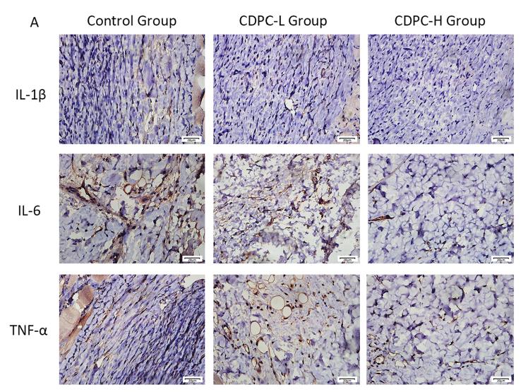 IL6 Antibody - Fig.