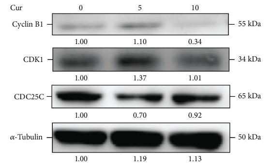 Tubulin alpha Antibody - Figure 3
Curcumin decreased mRNA transcription and protein expression of cell cycle-related proteins at 10 μM.