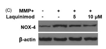 NOX4 Antibody - Figure 2.