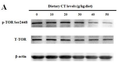 mTOR Antibody - Fig.