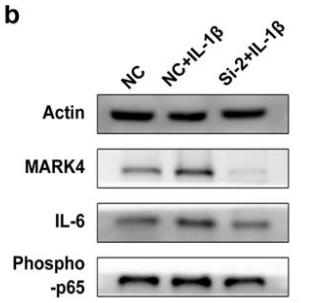 IL6 Antibody - Fig.