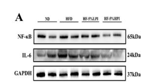 NF-kB p65 Antibody - Figure 3.