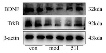 BDNF Antibody - Fig.