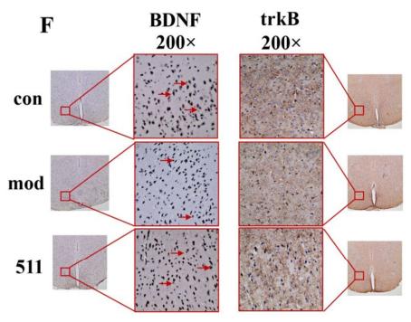 BDNF Antibody - Fig.