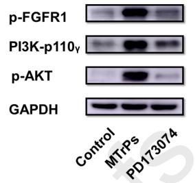 Phospho-AKT1/2/3 (Ser473) Antibody - Fig.