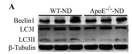 Beclin 1 Antibody - Fig.