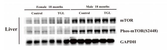 Phospho-mTOR (Ser2448) Antibody - FIGURE 6 | Improvement of multiple organ aging after long-term administration of TGL.
