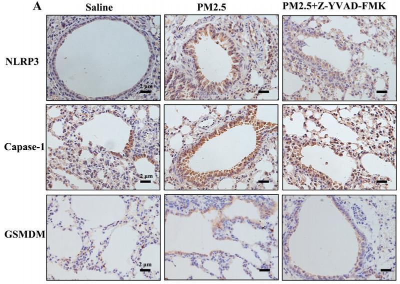 GSDMD Antibody - Fig.