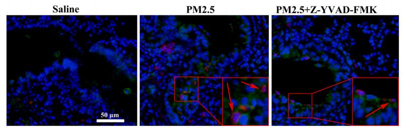 GSDMD Antibody - Fig.