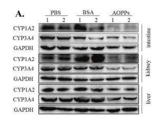 Cytochrome P450 3A4 Antibody - Fig.