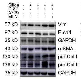 Collagen I Antibody - Figure 1
DIZE inhibits SiO2-induced EMT and collagen deposition in wild-type silicotic mice.