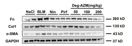 Collagen I Antibody - Figure 7.