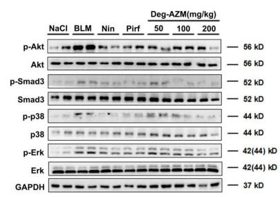 Phospho-AKT1/2/3 (Ser473) Antibody - Figure 7.