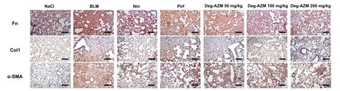 Collagen I Antibody - Figure 7.