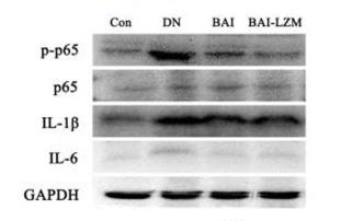 NF-kB p65 Antibody - Fig.