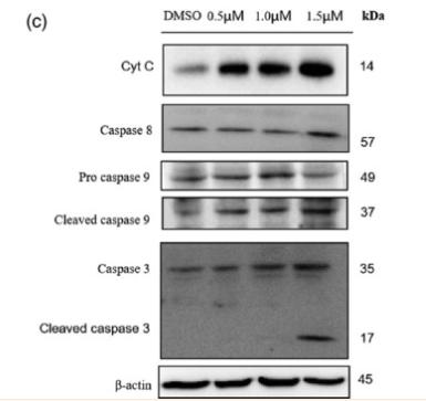 Cleaved-Caspase 9 (Asp353) Antibody - Fig.