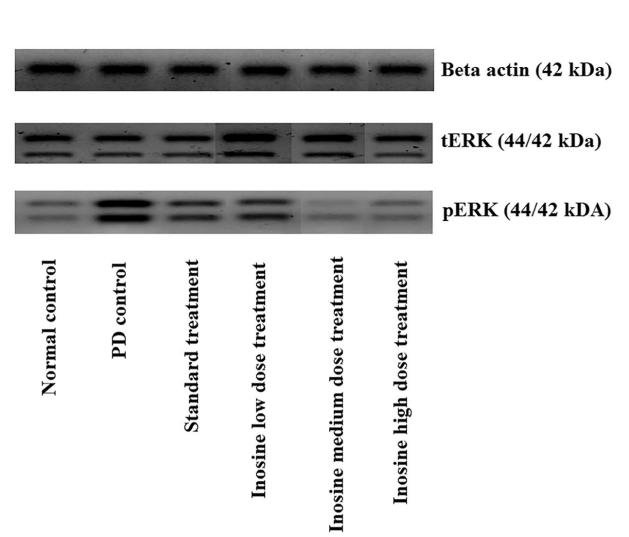 ERK1/2 Antibody - Fig.