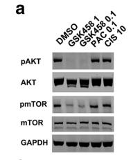 Phospho-mTOR (Ser2448) Antibody - Fig.
