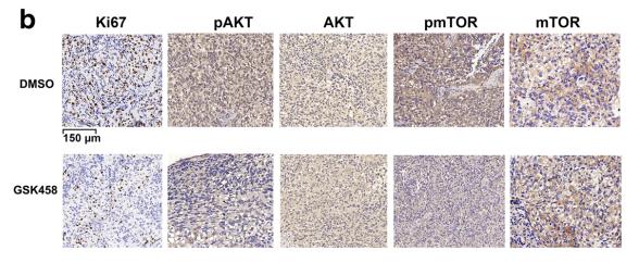 Phospho-mTOR (Ser2448) Antibody - Fig.