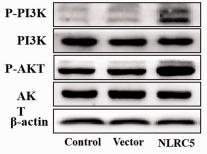 PI3K p85 alpha Antibody - Figure 4.