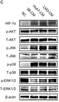 Phospho-JNK1/2/3 (Thr183+Tyr185) Antibody - Fig.