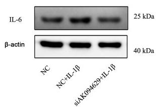 IL6 Antibody - Figure 2.