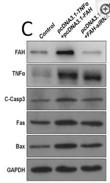 FAS Antibody - Figure 4.