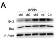 Bcl-2 Antibody - Figure 5.
