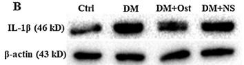 IL1 beta Antibody - Fig.