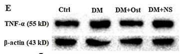 TNF alpha Antibody - Fig.