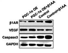 VEGFA Antibody - Fig.