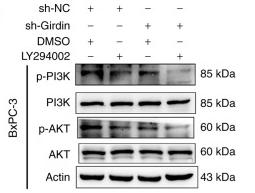Phospho-AKT1/2/3 (Ser473) Antibody - Figure 5.