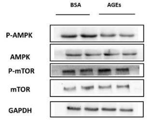mTOR Antibody - Fig.