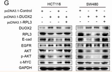 Phospho-AKT1/2/3 (Ser473) Antibody - Figure 4.